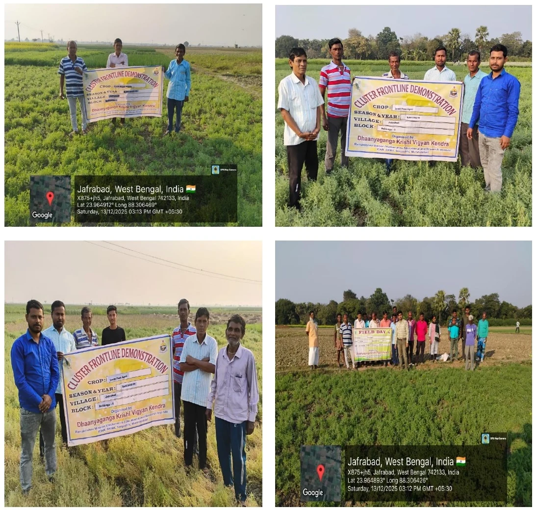 Improved Lentil Production through Scientific Crop Management under CFLD Pulses - Image 1