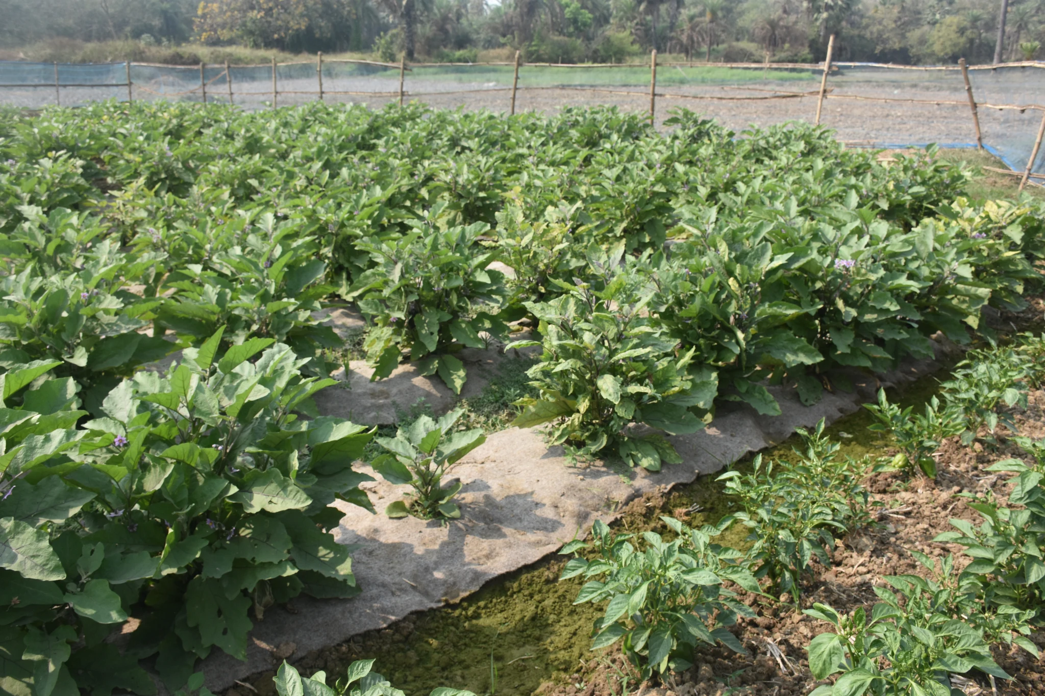 Custom Hiring Centers (CHCs)/Seed Banks/Fodder Banks/ Vermicomposting Units/Mushroom cultivation/Nursery Raising/Value Addition and Processing Units/Any other successful women-managed enterprises) - Image 3