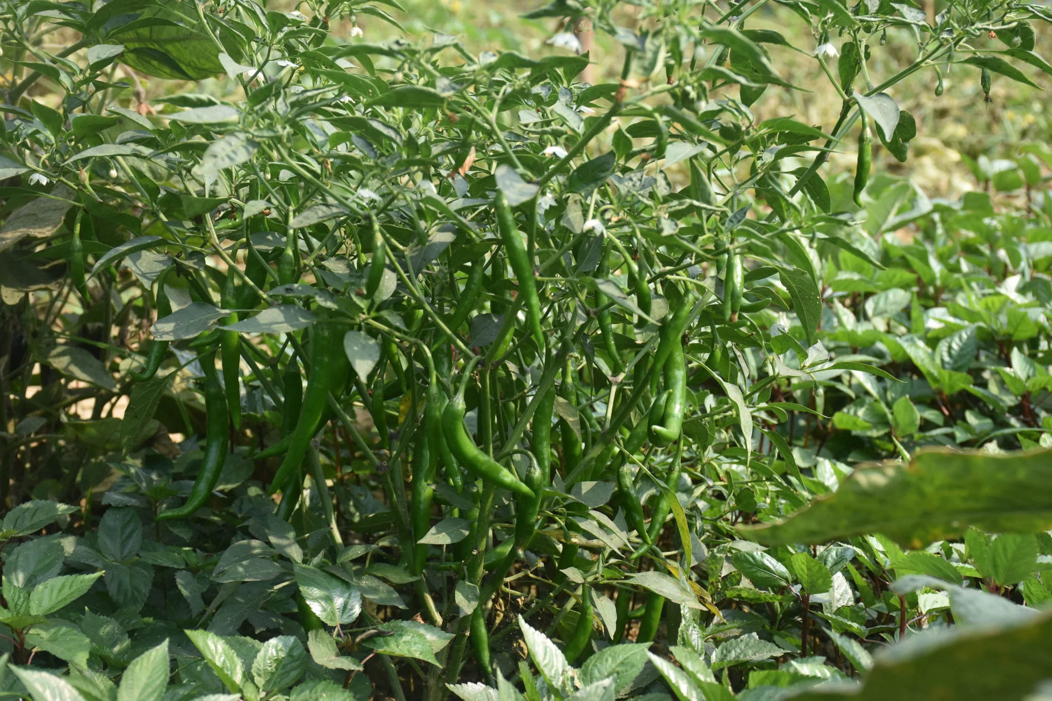 Custom Hiring Centers (CHCs)/Seed Banks/Fodder Banks/ Vermicomposting Units/Mushroom cultivation/Nursery Raising/Value Addition and Processing Units/Any other successful women-managed enterprises) - Image 7